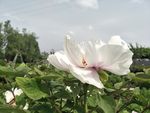 牡丹花