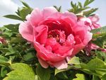 牡丹花