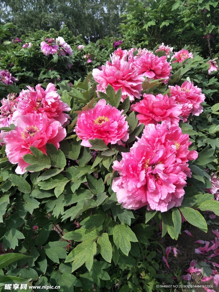 牡丹花