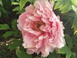 牡丹花