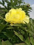 牡丹花
