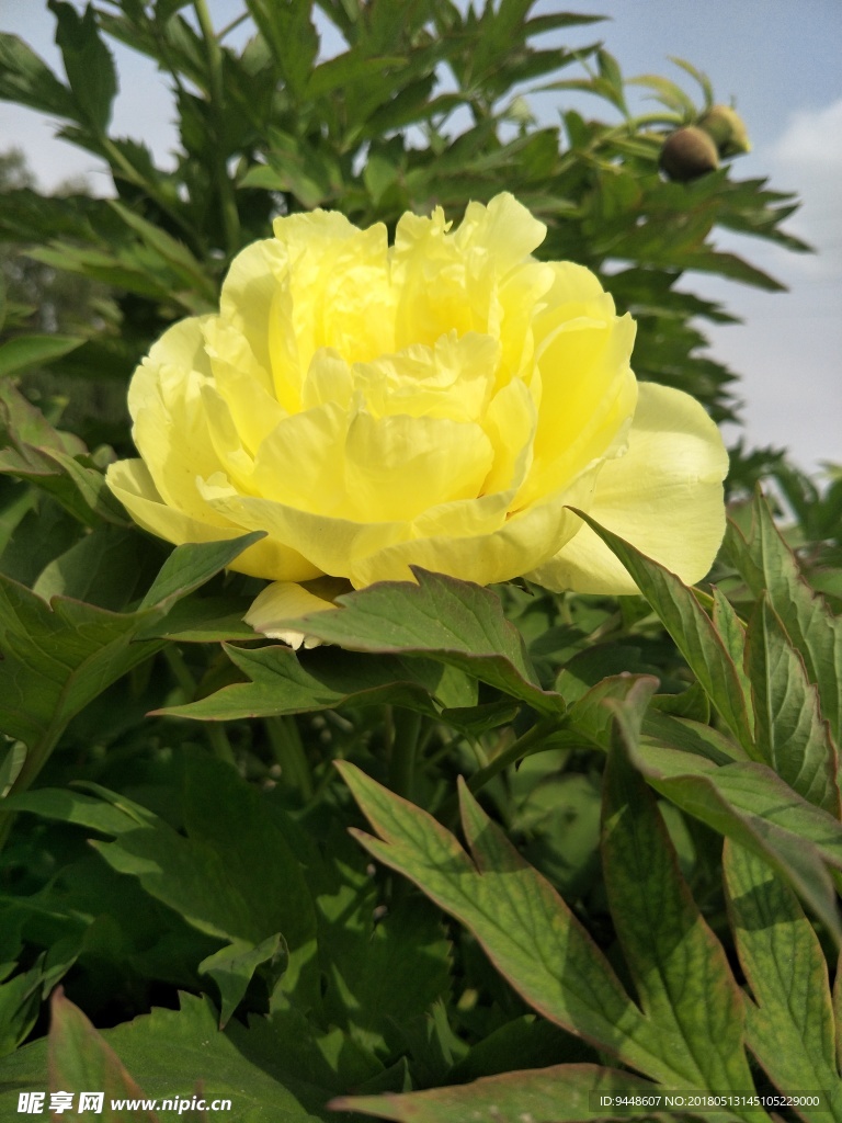 牡丹花