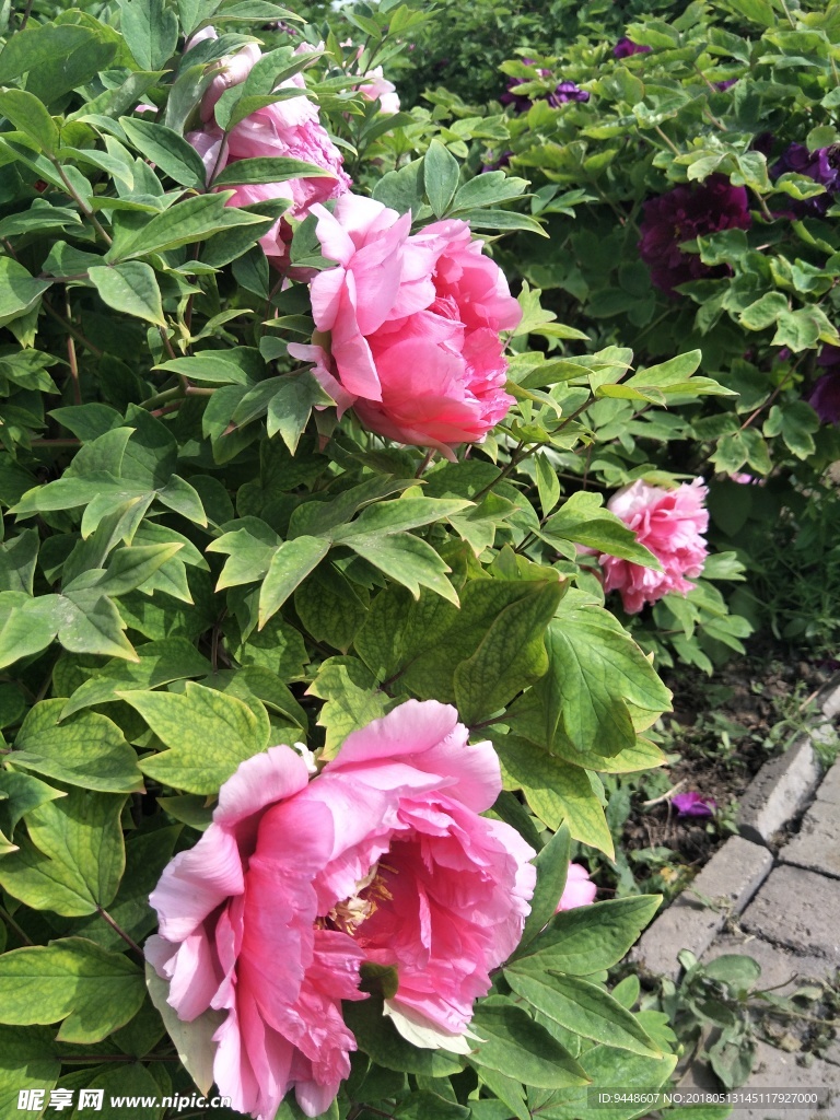 牡丹花