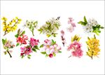 樱花 兰花 桃花 梅花