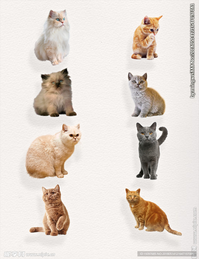 猫