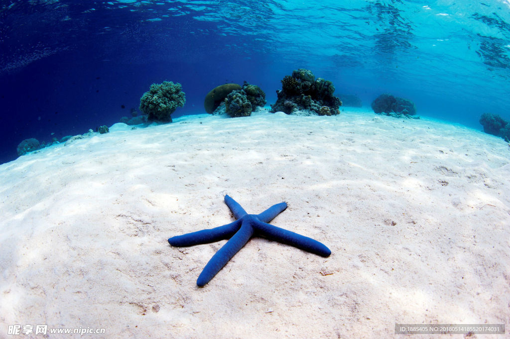 海底潜水海星沙滩
