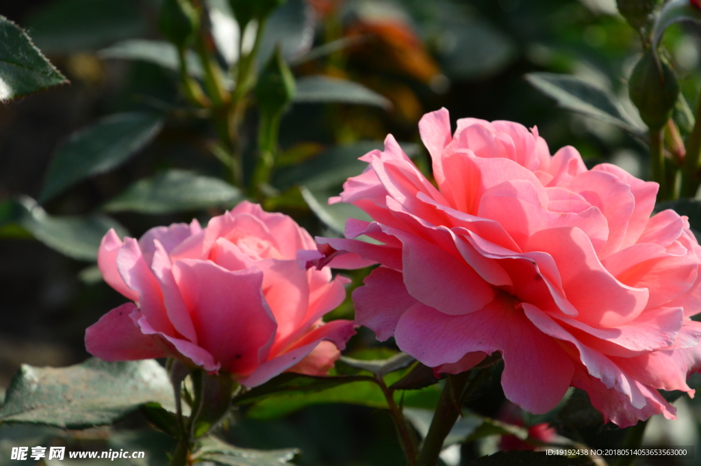 月季花