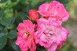 月季花