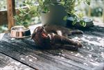 猫咪 小猫 猫类 宠物猫 可爱