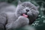 猫咪 小猫 猫类 宠物猫 可爱