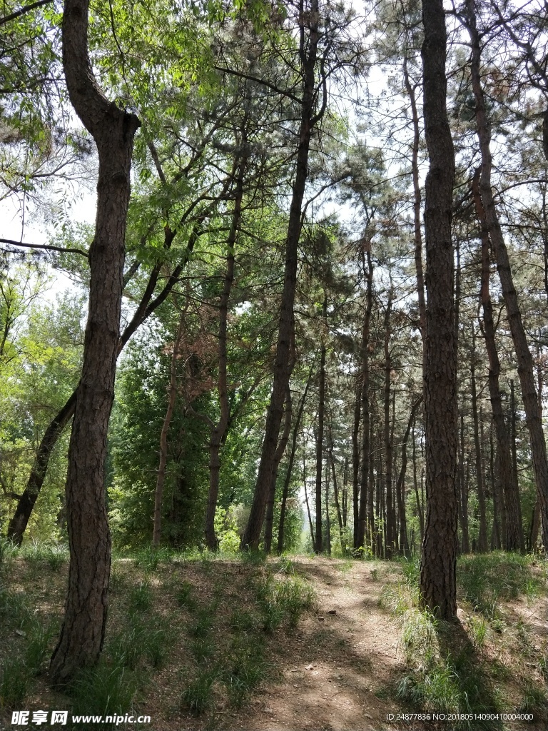 树林上坡小路