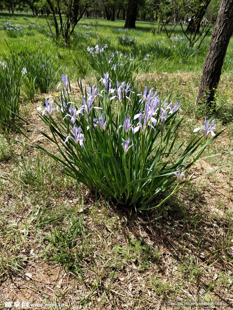 草地上的一丛马莲花