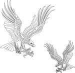大鹏展翅