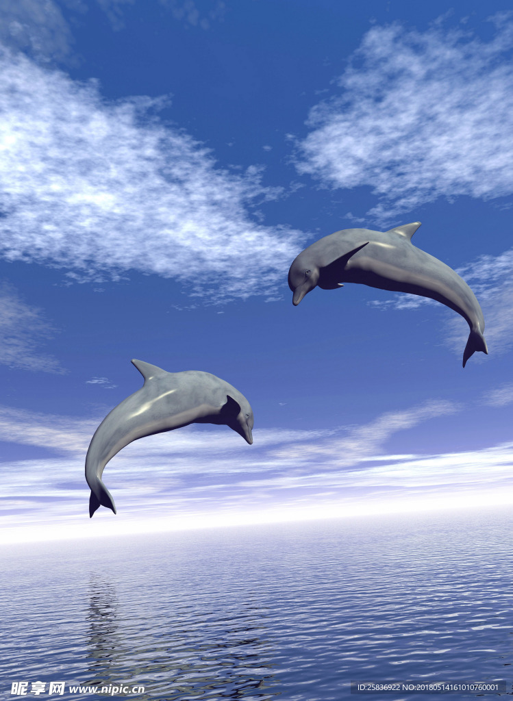 海豚