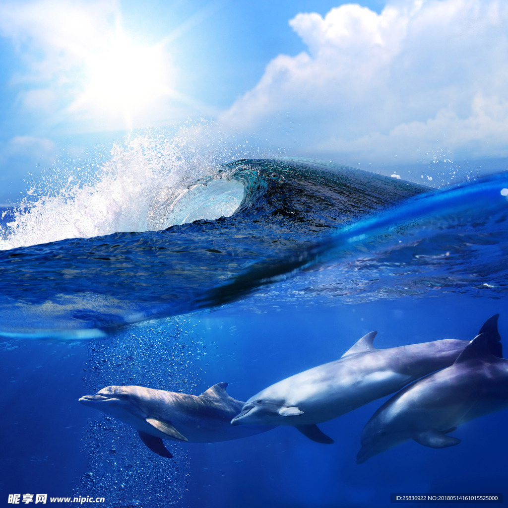 海豚