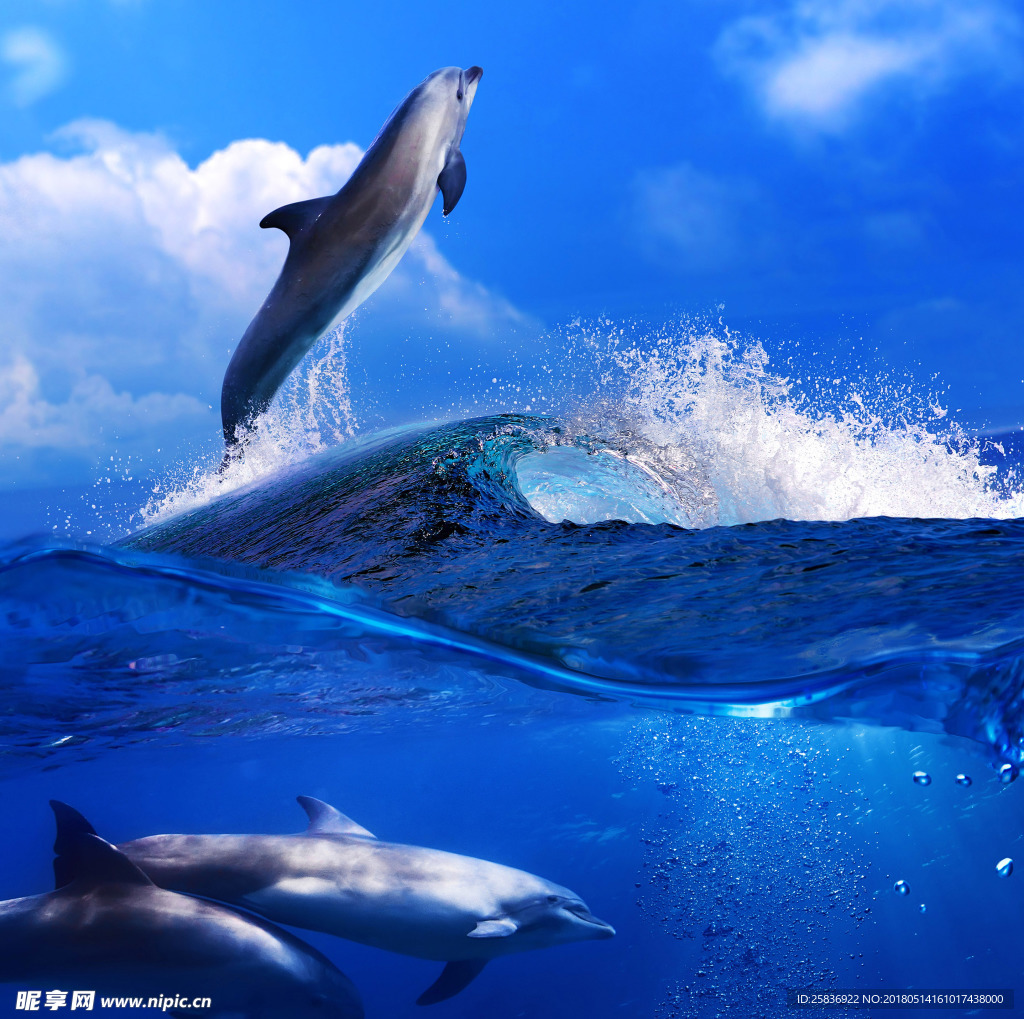 海豚