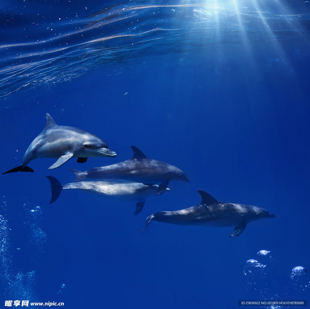 海豚
