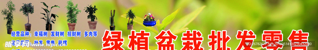 绿植盆栽