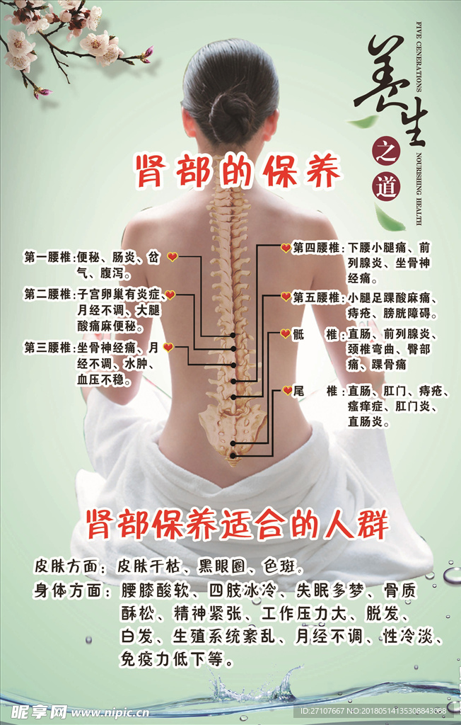 肾部保养
