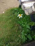 雏菊