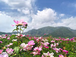 芍药花