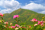 芍药花