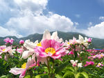芍药花