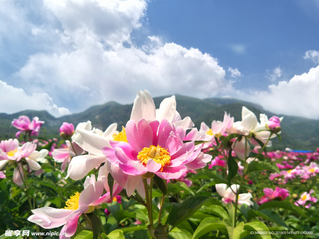 芍药花