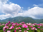 芍药花