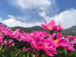 芍药花