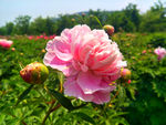 芍药花