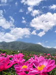 芍药花