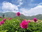 芍药花