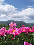 芍药花