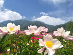 芍药花