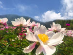 芍药花