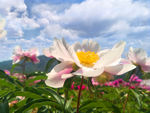 芍药花