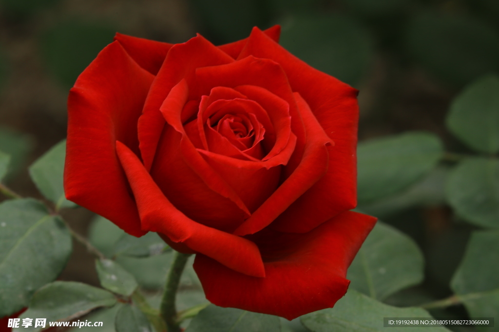 月季花