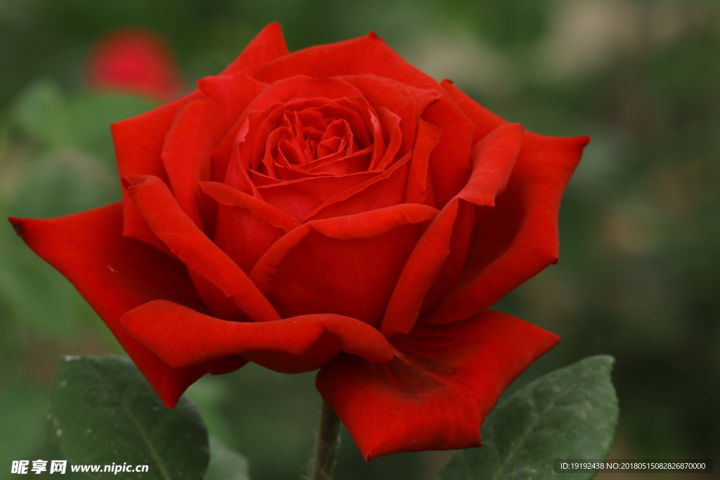 月季花