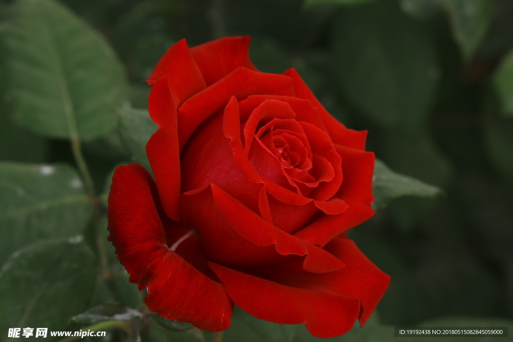 月季花