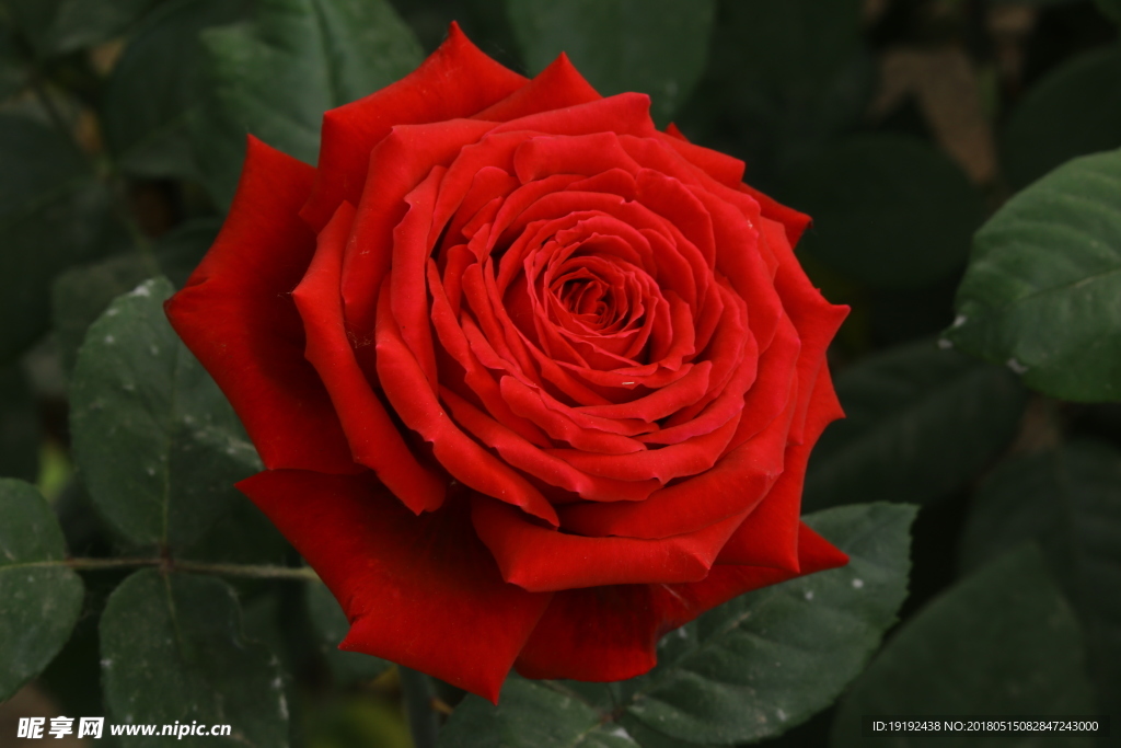 月季花