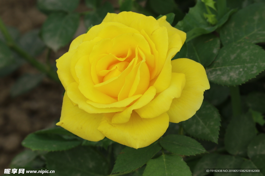 月季花