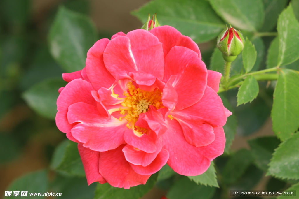 月季花
