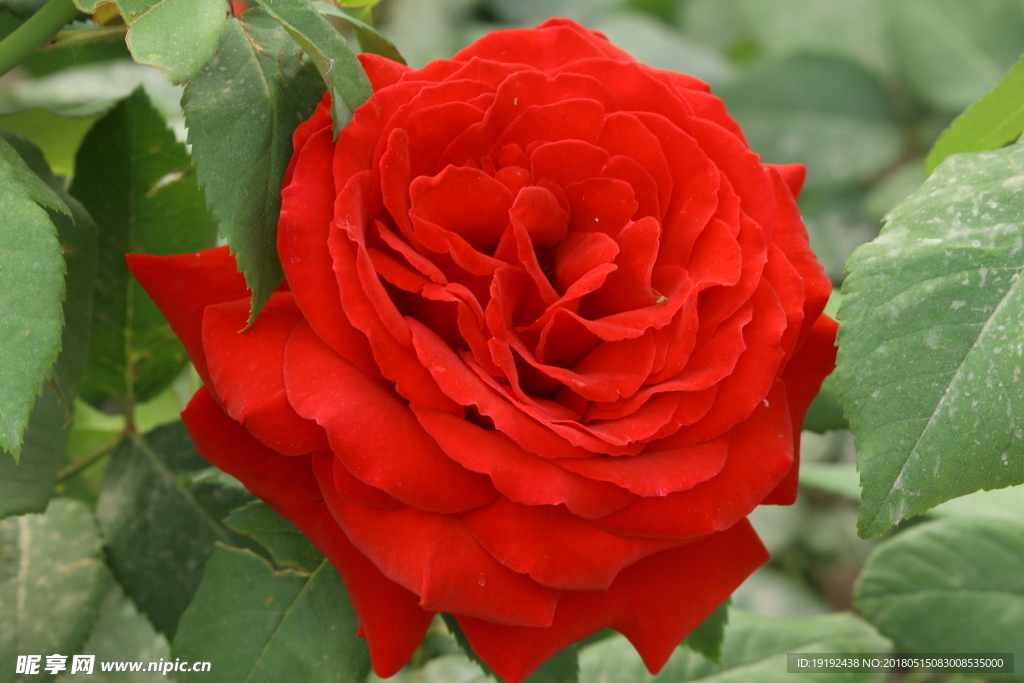 月季花