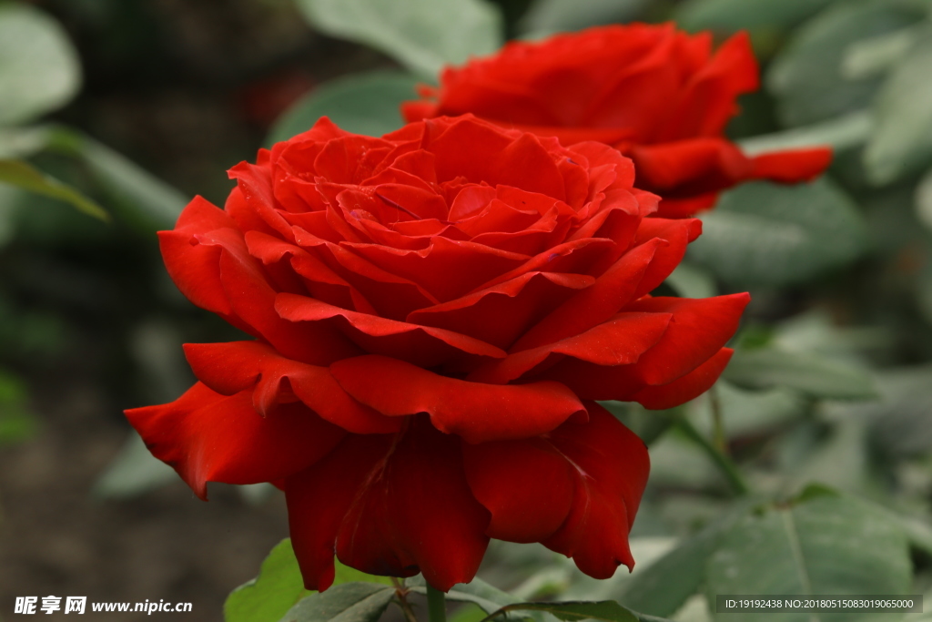 月季花