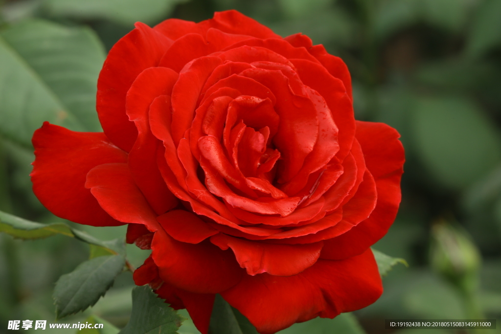 月季花