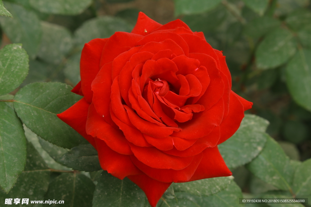 月季花