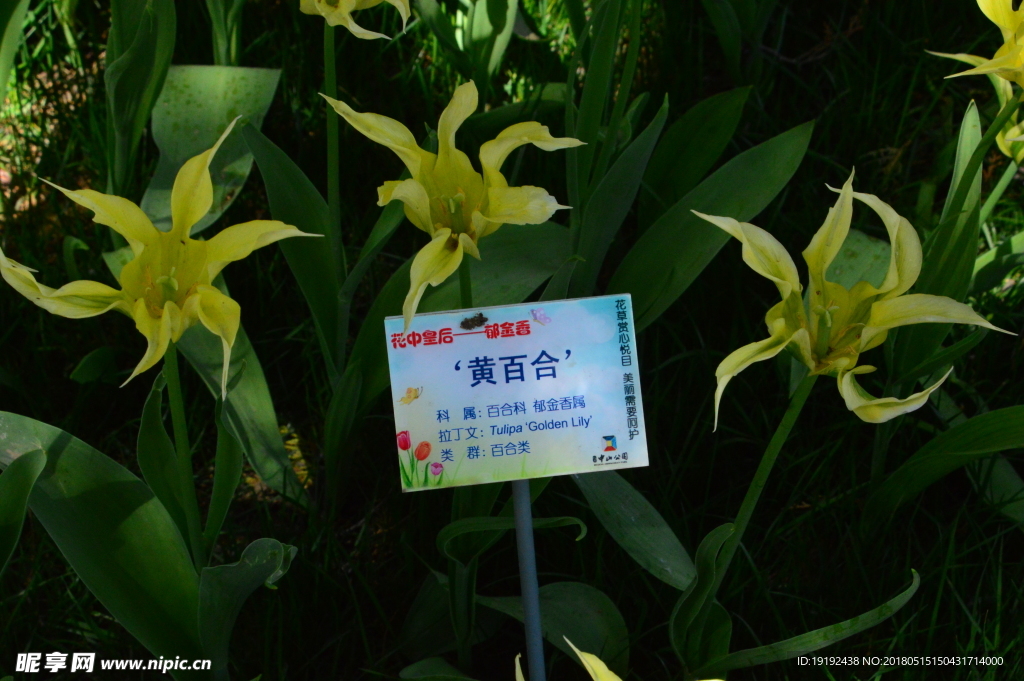 郁金香