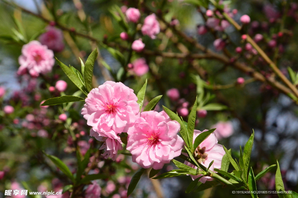 碧桃花儿