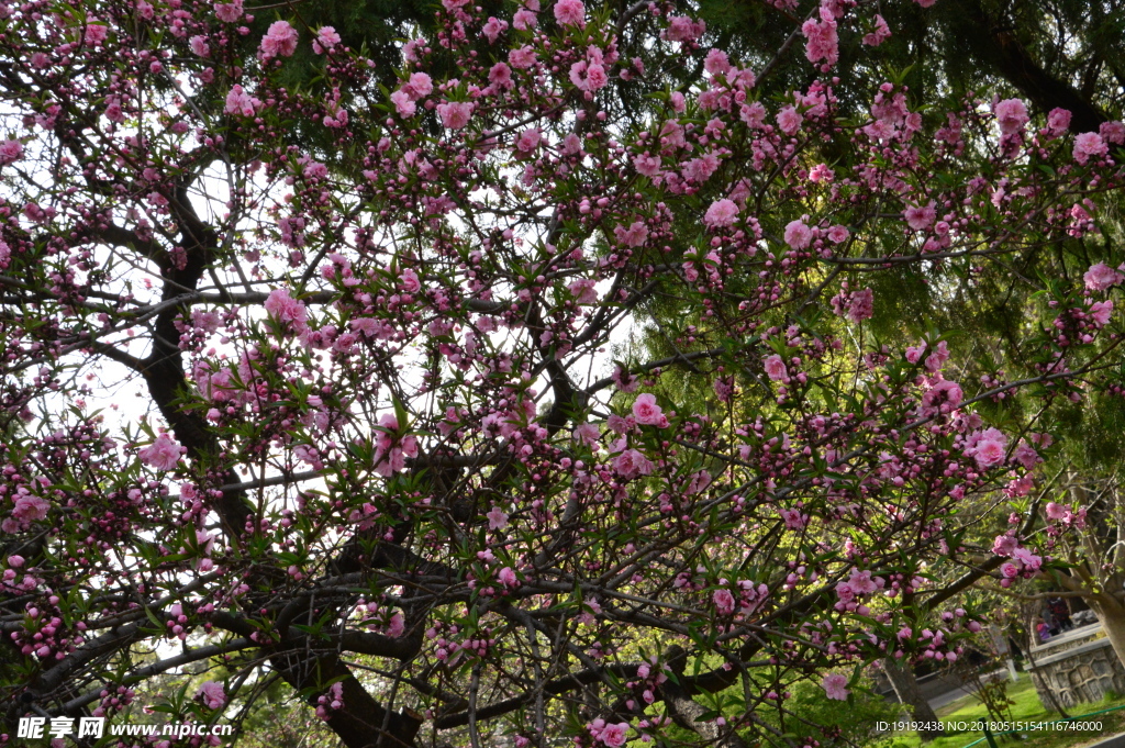 碧桃花儿